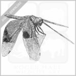 Jewel Flutterer Dragonfly