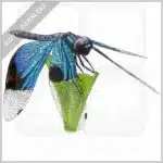 Jewel Flutterer Dragonfly stock image