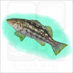Kelp Bass illustration