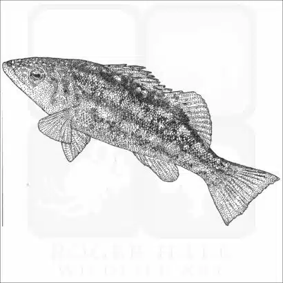 Kelp Bass