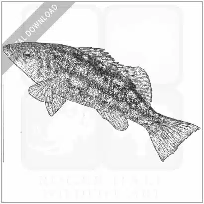 Kelp Bass