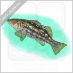 Kelp Bass stock image