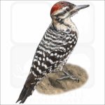 Ladder-Backed Woodpecker illustration