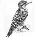 Ladder-Backed Woodpecker