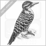 Ladder-Backed Woodpecker