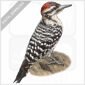 Ladder-Backed Woodpecker stock image