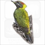 Lesser Yellownape Woodpecker illustration