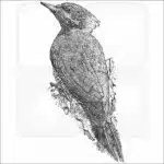 Lesser Yellownape Woodpecker