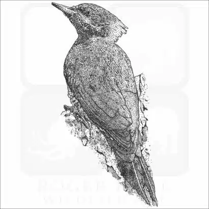 Lesser Yellownape Woodpecker