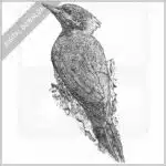 Lesser Yellownape Woodpecker