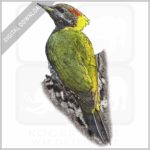 Lesser Yellownape Woodpecker stock image