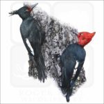 Magellanic Woodpeckers illustration