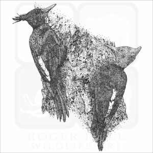 Magellanic Woodpeckers