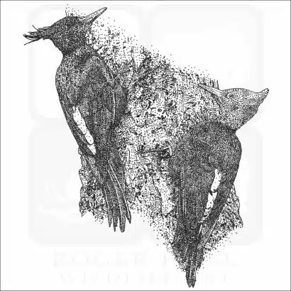 Magellanic Woodpeckers