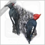 Magellanic Woodpeckers stock image