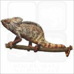 Malagasy Giant Chameleon illustration