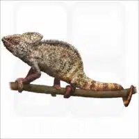 Malagasy Giant Chameleon illustration