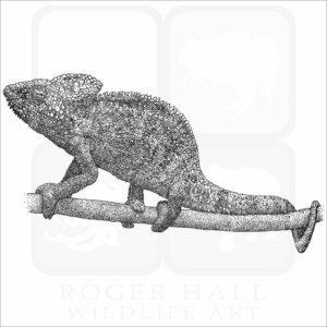 Malagasy Giant Chameleon