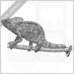 Malagasy Giant Chameleon