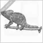 Malagasy Giant Chameleon