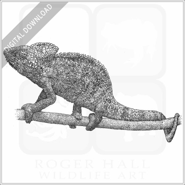 Malagasy Giant Chameleon