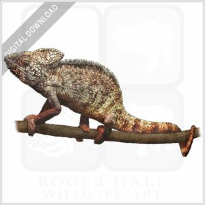 Malagasy Giant Chameleon stock image