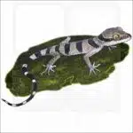 Malayan Forest Gecko illustration