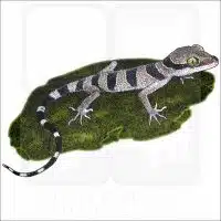Malayan Forest Gecko illustration
