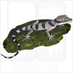 Malayan Forest Gecko illustration