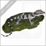 Malayan Forest Gecko stock image