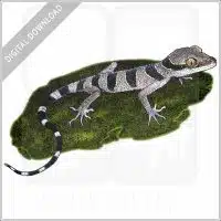 Malayan Forest Gecko stock image