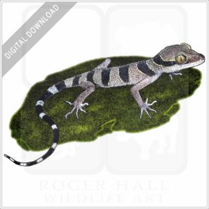 Malayan Forest Gecko stock image