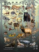 Mammals of Monterey County, California poster print