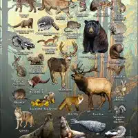 Mammals of Monterey County, California poster print