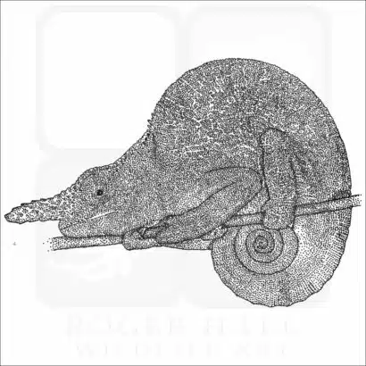 Matschie's Two-Horned Chameleon