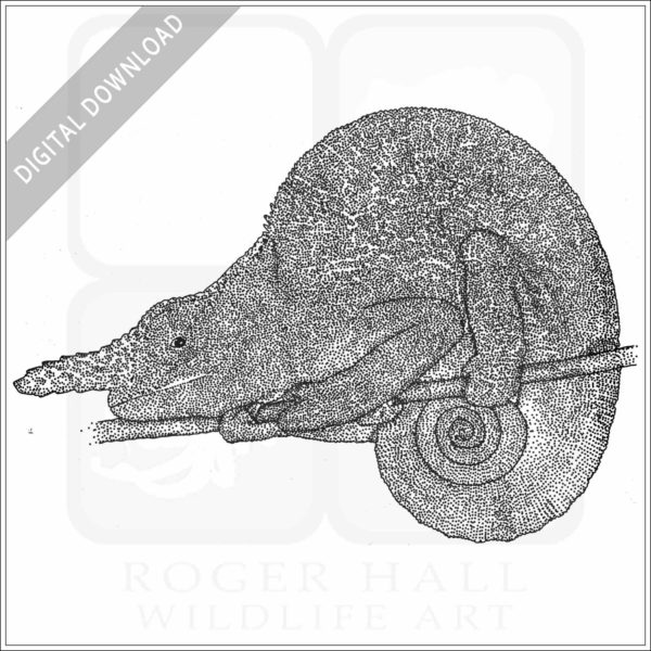 Matschie's Two-Horned Chameleon