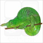 Matschie's Two-Horned Chameleon illustration