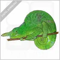 Matschie's Two-Horned Chameleon stock image