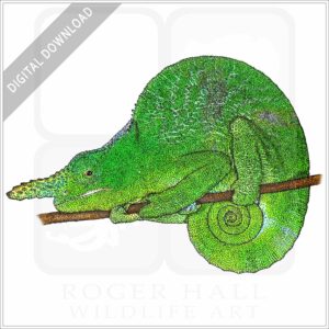 Matschie's Two-Horned Chameleon stock image