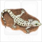 Mediterranean Gecko illustration