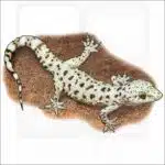 Mediterranean Gecko illustration