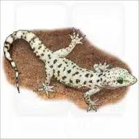 Mediterranean Gecko illustration