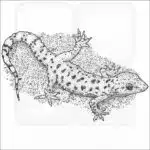 Mediterranean Gecko