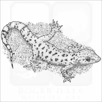 Mediterranean Gecko