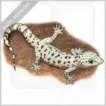Mediterranean Gecko stock image