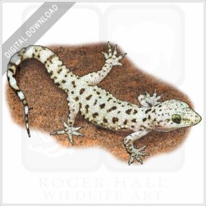 Mediterranean Gecko stock image