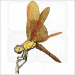 Mexican Amberwing Dragonfly illustration