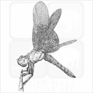 Mexican Amberwing Dragonfly