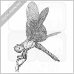 Mexican Amberwing Dragonfly