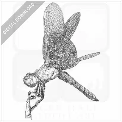 Mexican Amberwing Dragonfly